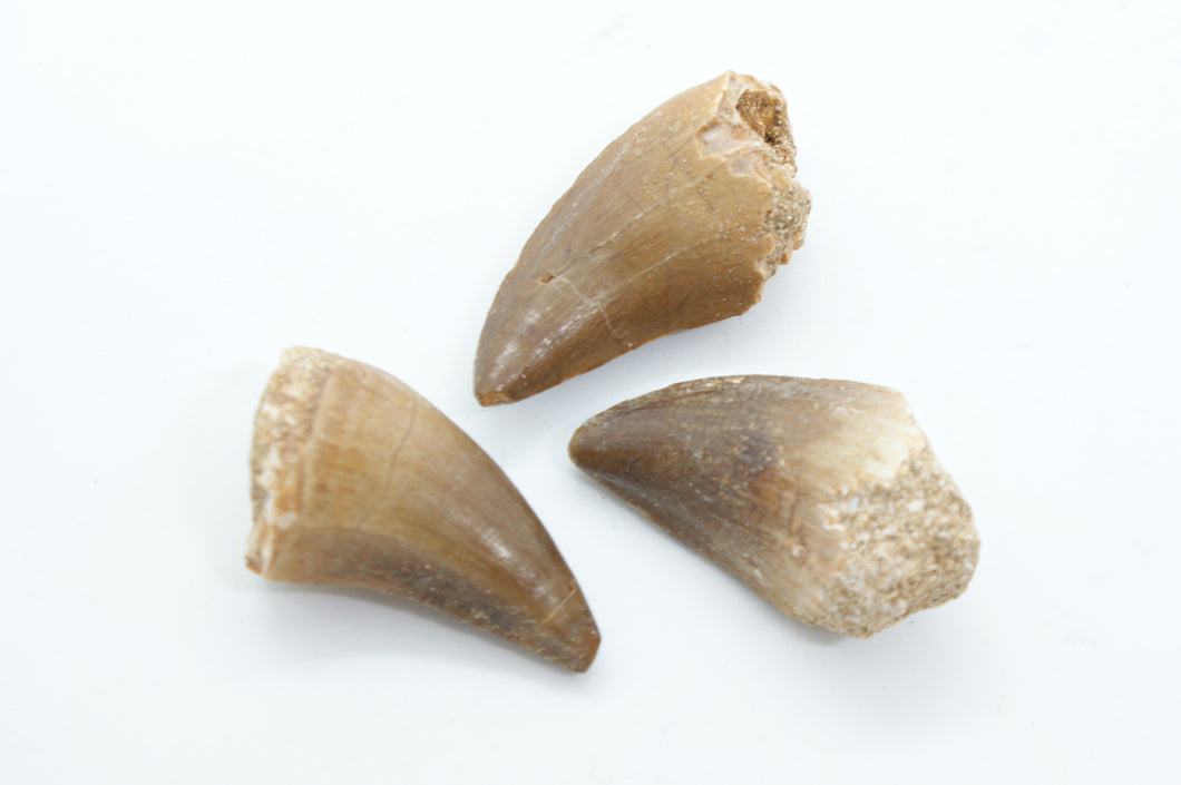 Fossil Mosasaurus Tänder